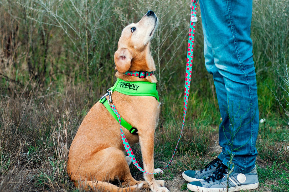 Como escolhemos a melhor coleira para o nosso cão