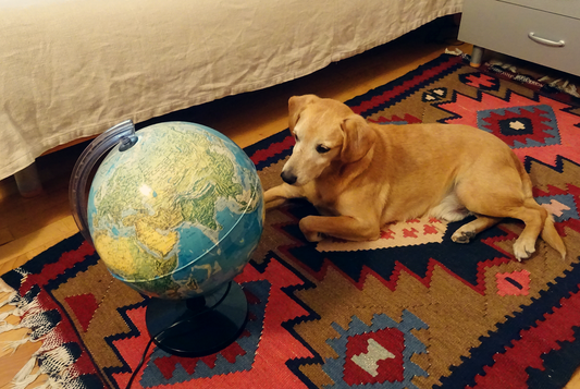 Viajando de carro com o cão