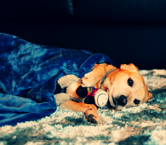 Como proteger os animais do frio