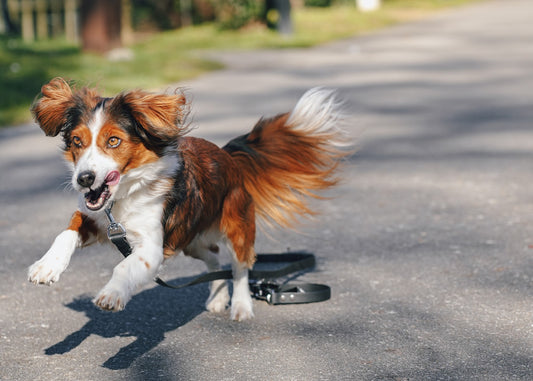 Como escolhemos a melhor ração para o nosso cão