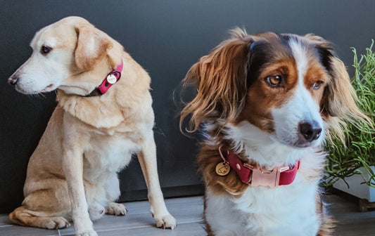 Como cuidar do meu cão ou gato durante uma crise económica