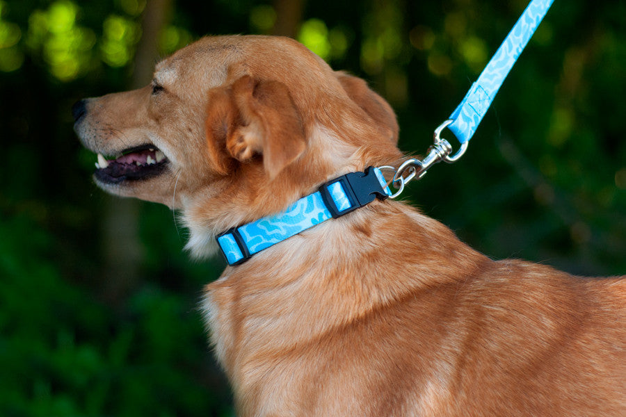 Alga Collar