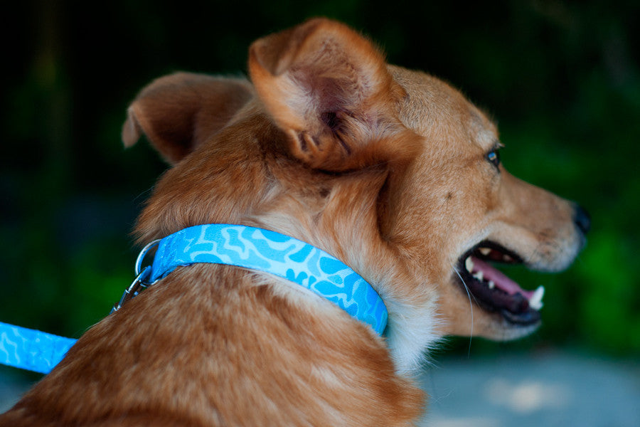 Alga Collar