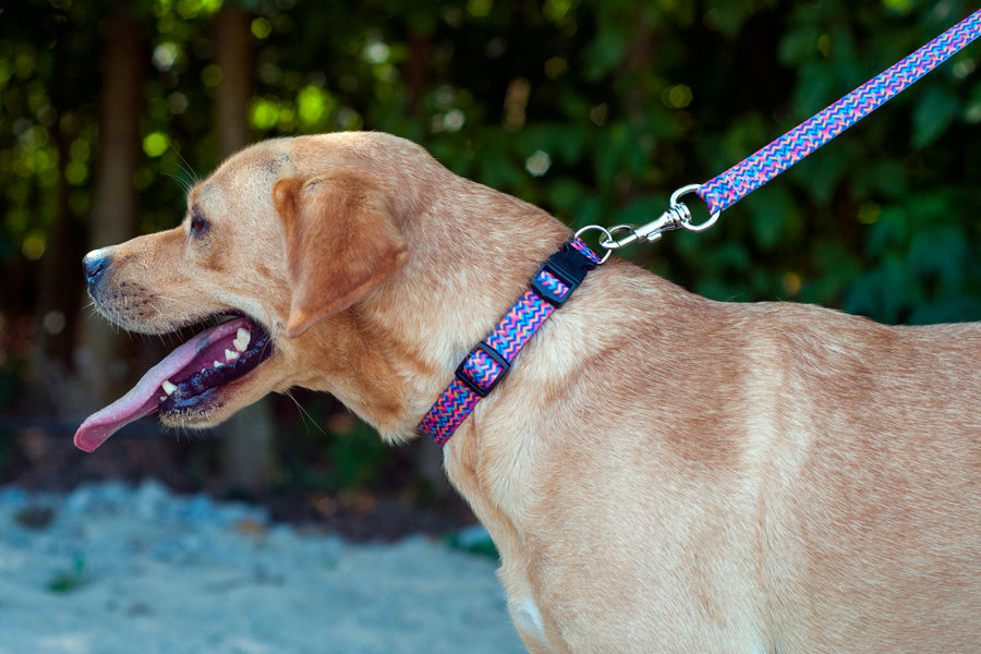 Disco Collar