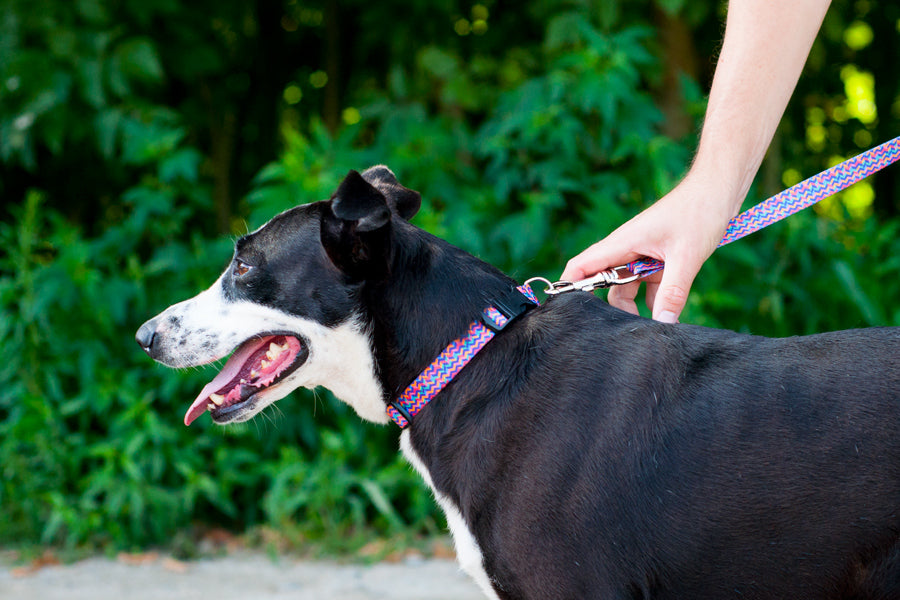 Disco Collar