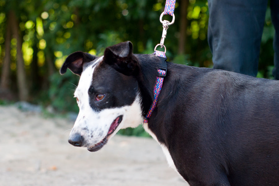 Disco Collar