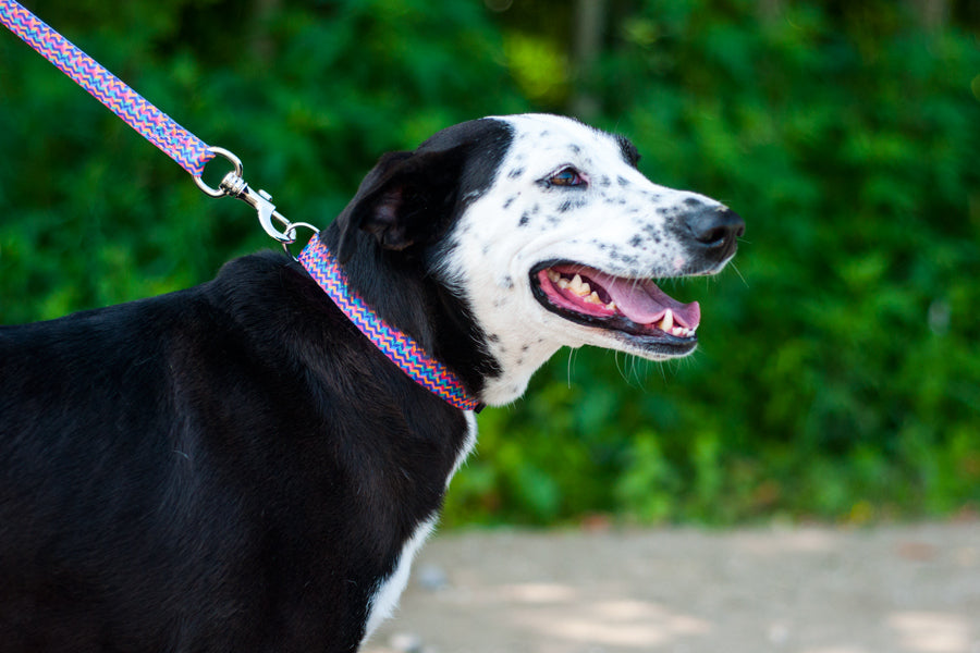 Disco Collar