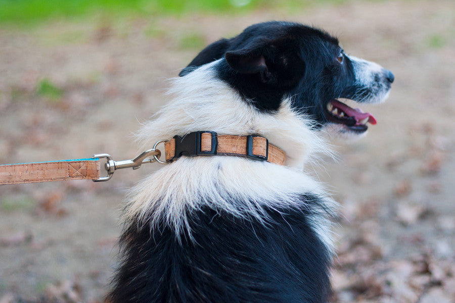 Baco Collar