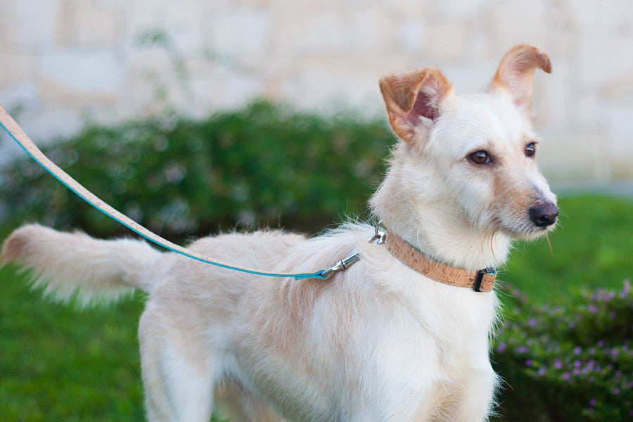 Baco Collar