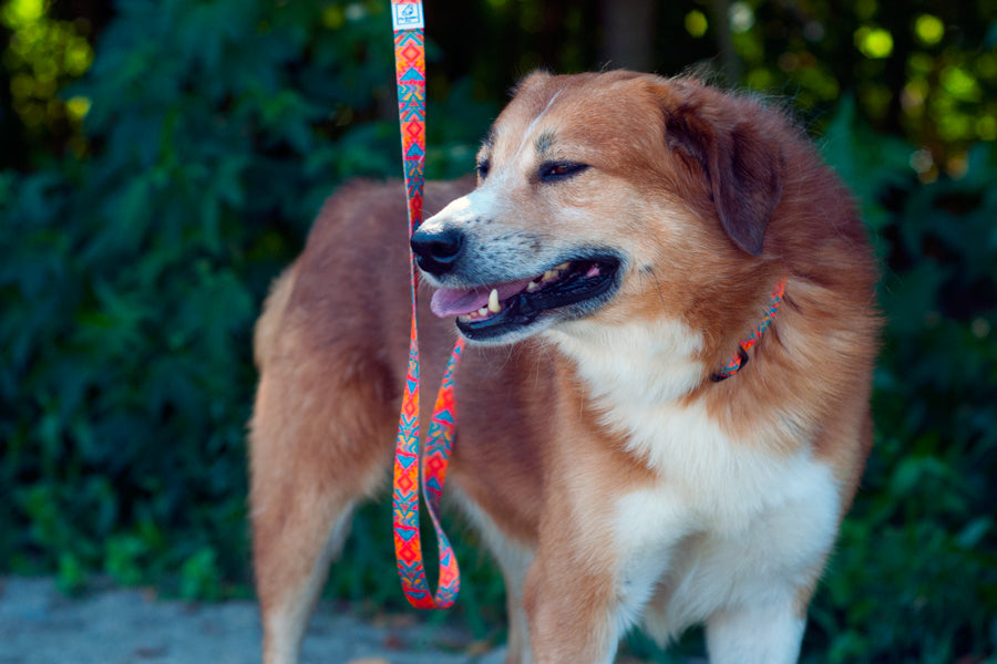 Itza Leash