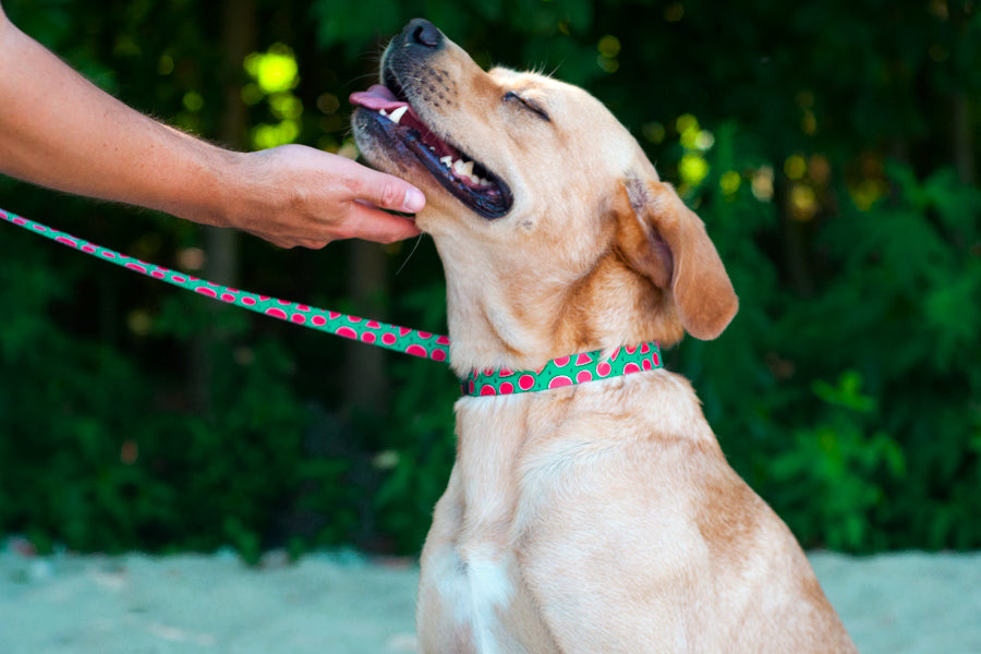 Magali Collar