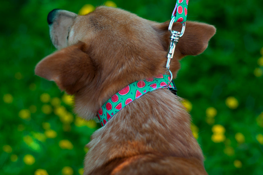 Magali Collar