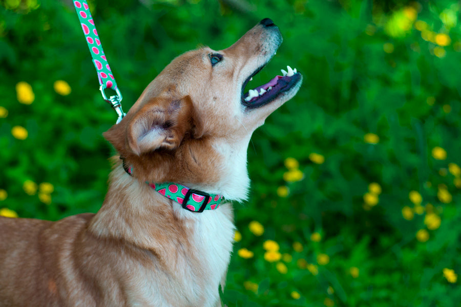 Magali Collar