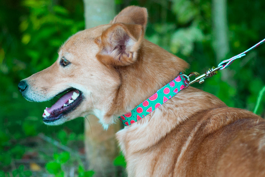 Magali Collar