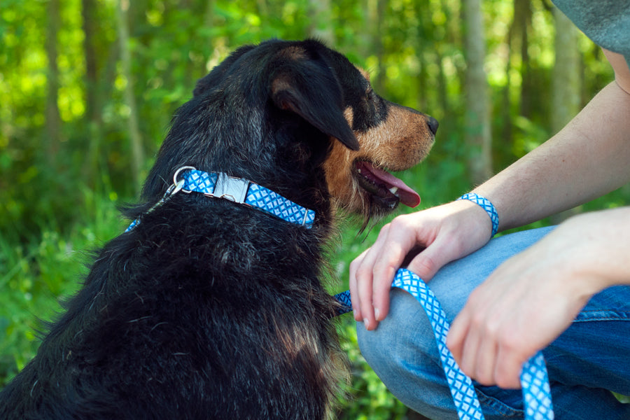 Mariza Collar