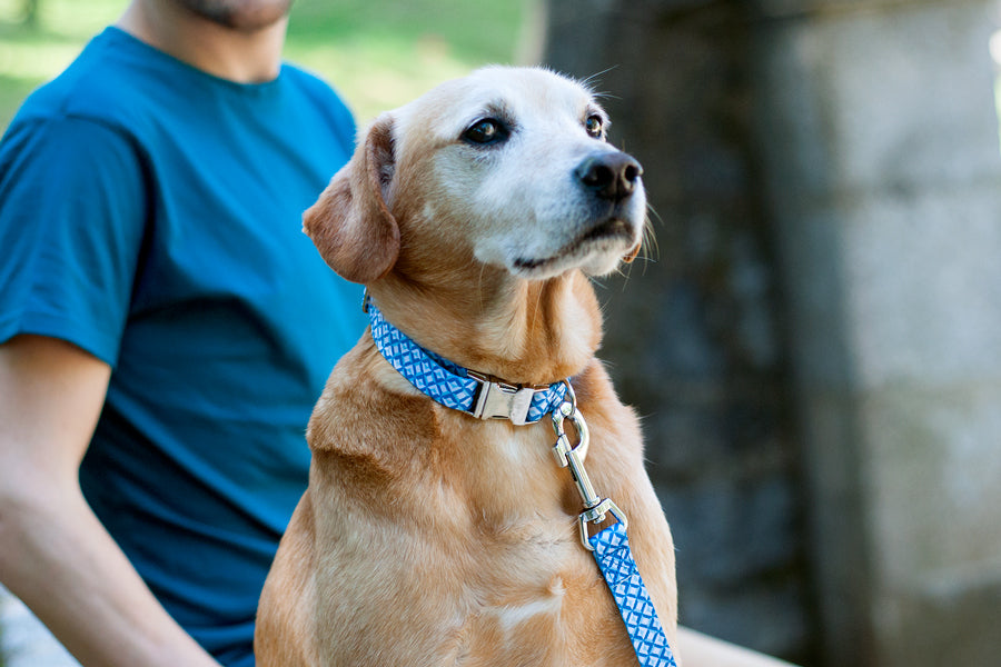 Mariza Collar
