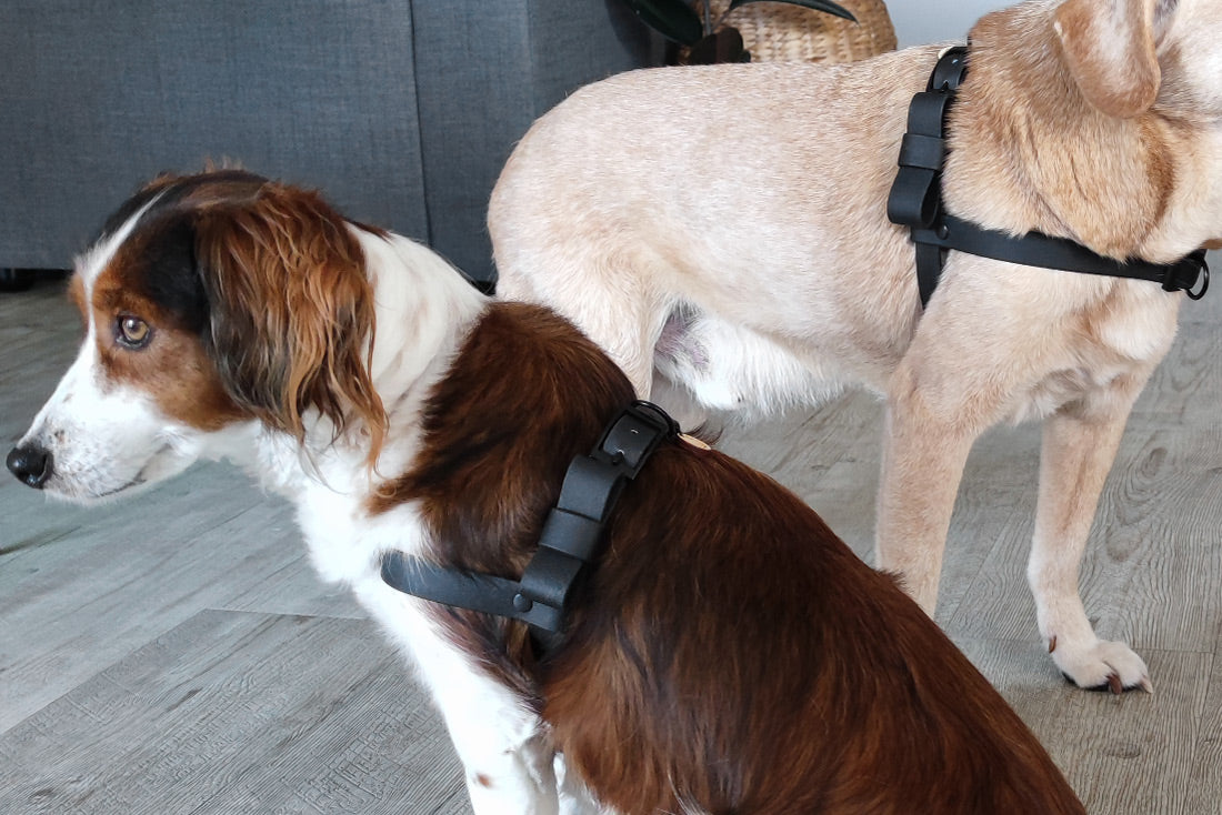 Peitoral Classic - várias cores