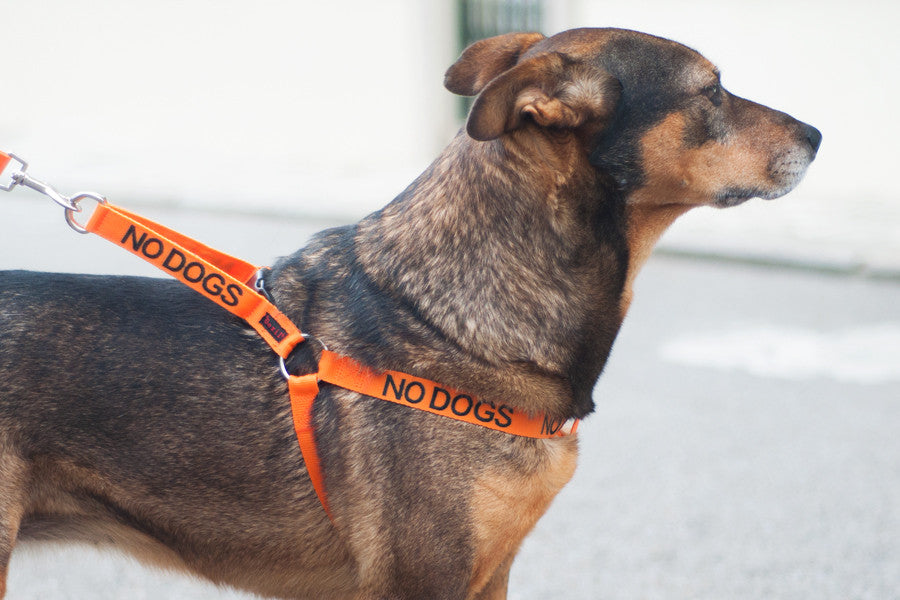 No Dogs Harness