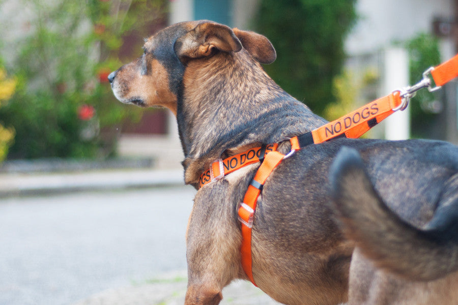 No Dogs Harness