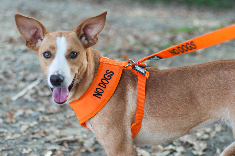 No Dogs Soft Harness