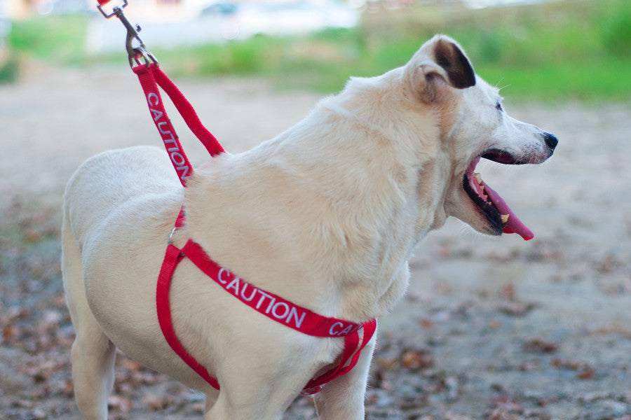 Caution Harness