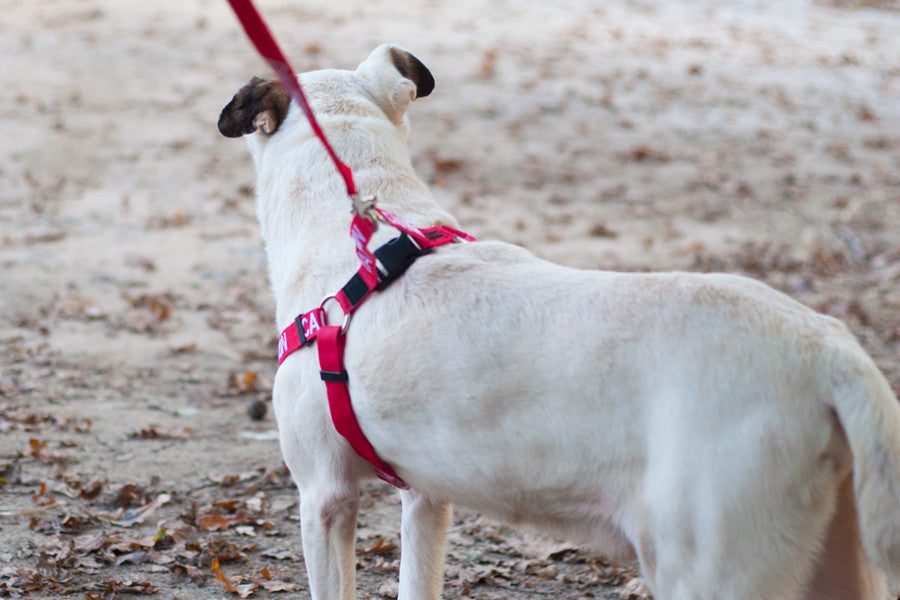 Caution Harness