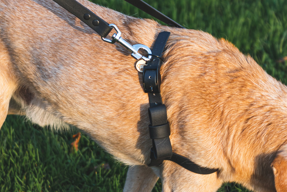 Peitoral Classic - várias cores