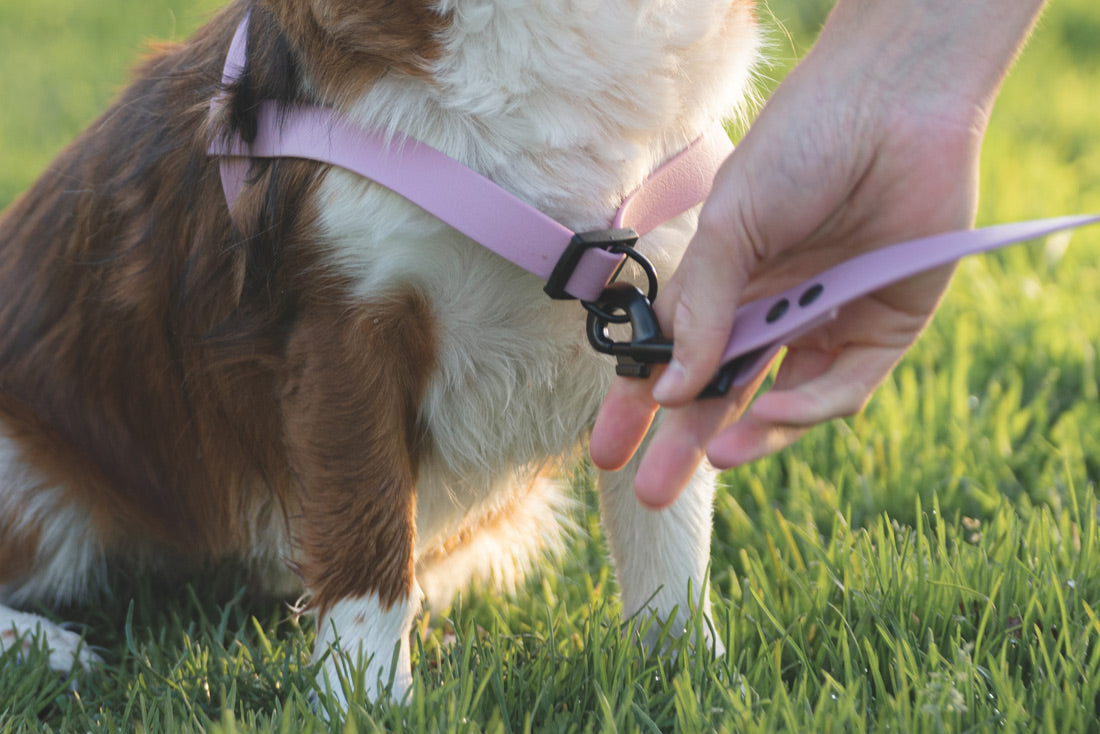 Peitoral Classic - várias cores