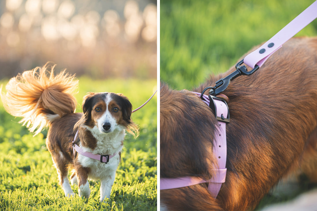 Peitoral Classic - várias cores