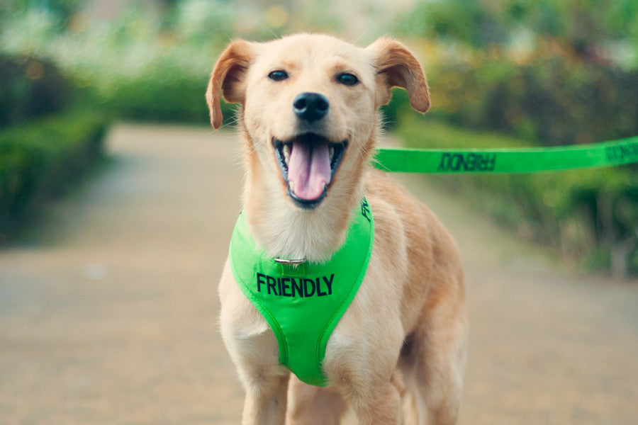 Friendly Soft Harness
