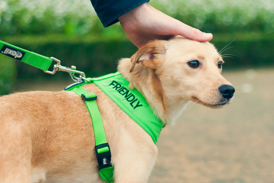 Friendly Soft Harness