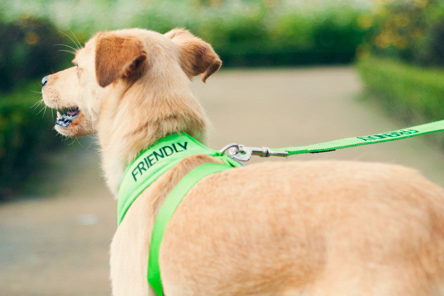 Friendly Soft Harness