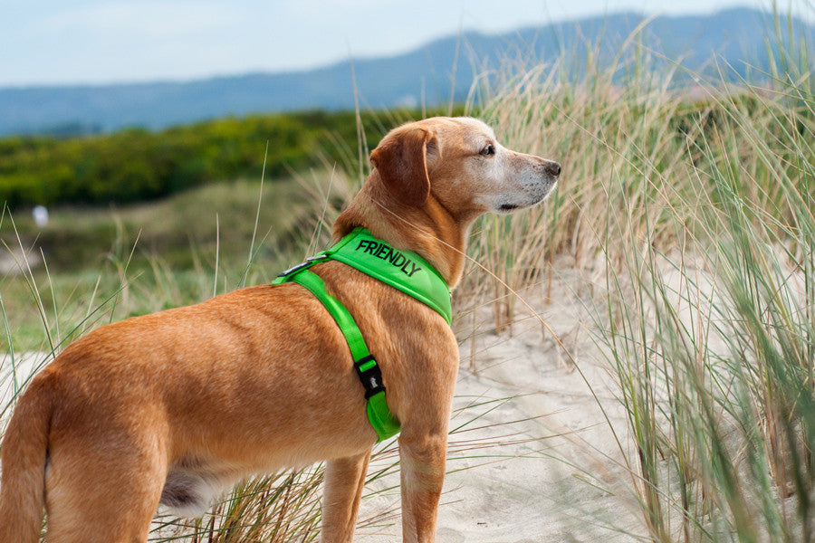 Friendly Soft Harness