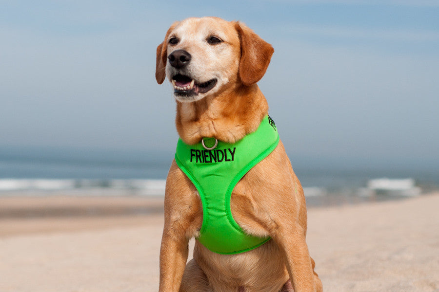 Friendly Soft Harness