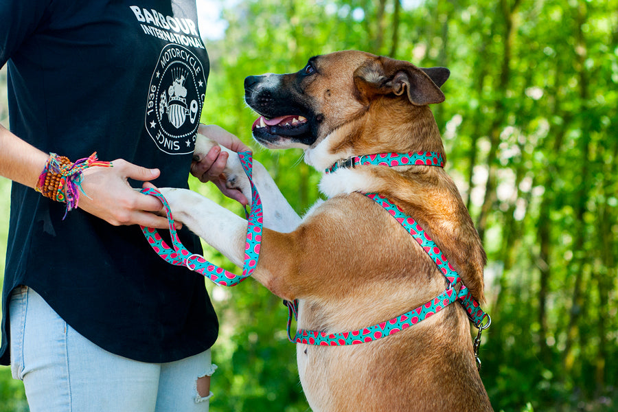 Peitoral Step In - vários designs