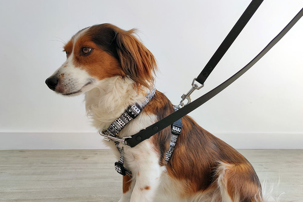 Multi Leash
