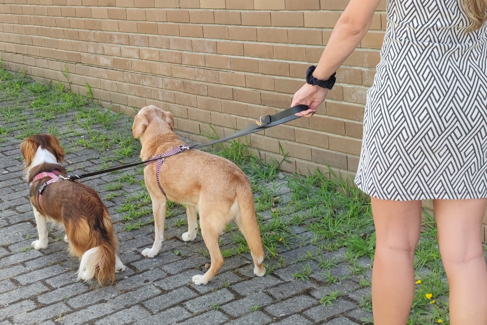 Multi Leash