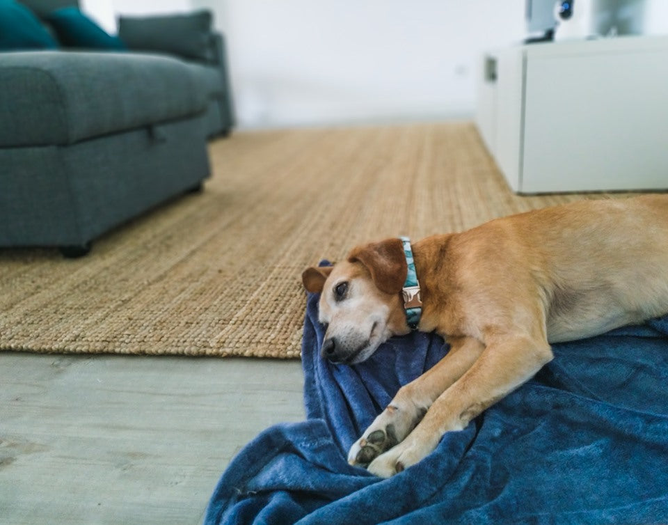 Como adaptar um animal à mudança de casa