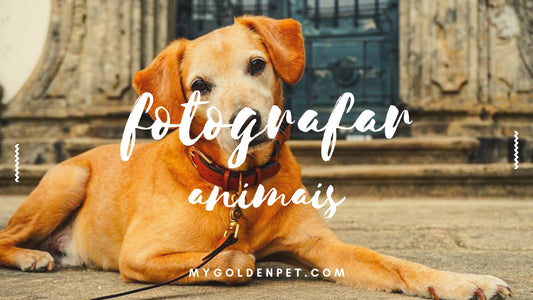 Fotografar Animais | EBOOK GRÁTIS