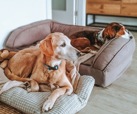 Quero adotar um cão, e agora? - Parte 2