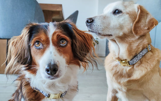 Como cuidar de um cão cego (ou a perder a visão)