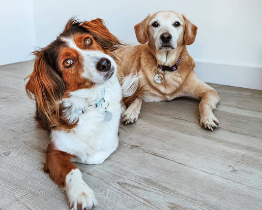 20 dicas para o teu cão viver mais tempo