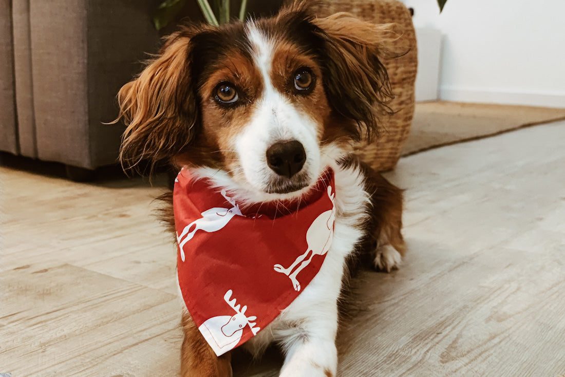 Rudolph Bandana