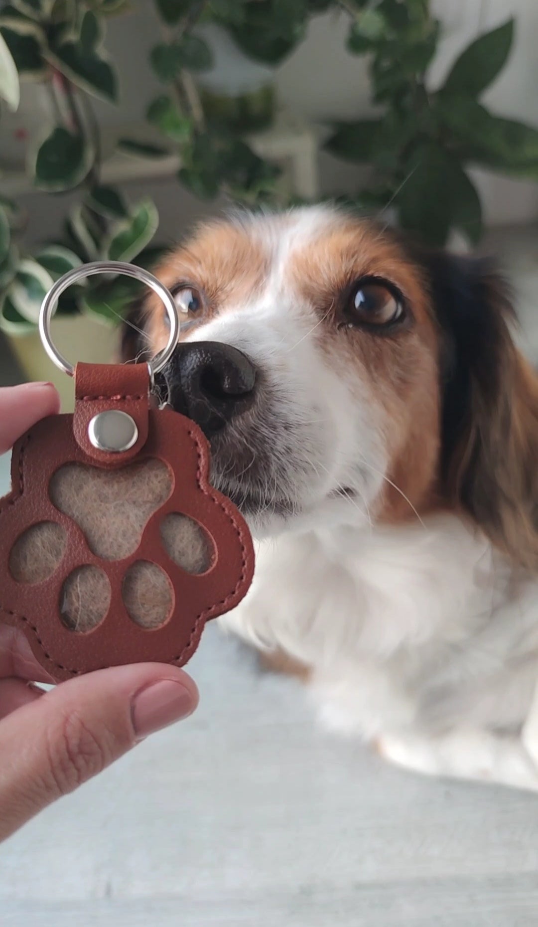 Video porta-amor My Golden Pet