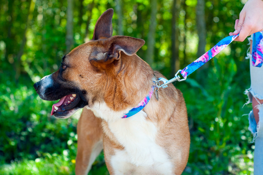 Supernova Leash