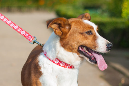 Claus Collar