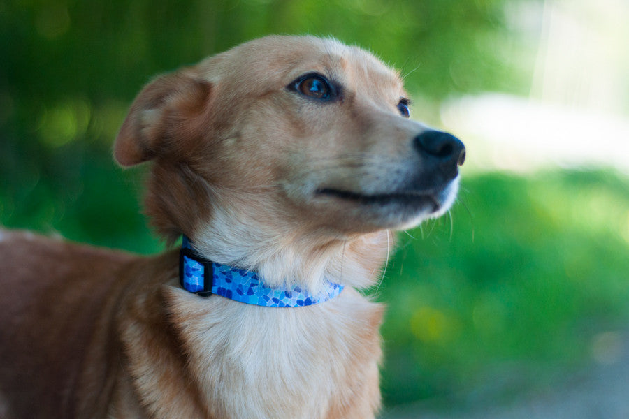 Guell Collar
