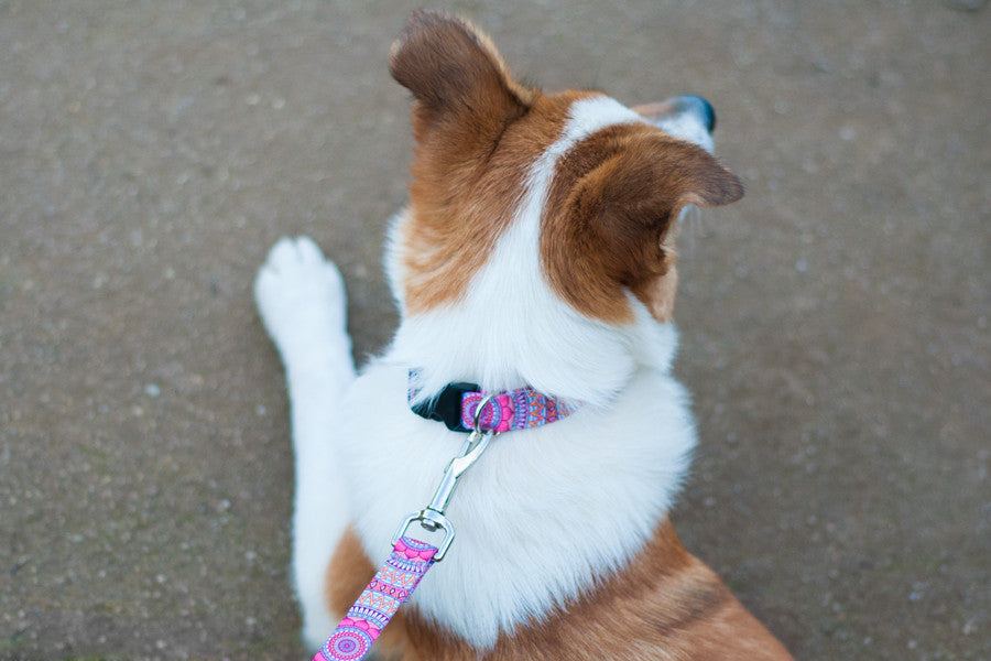 Joplin Collar