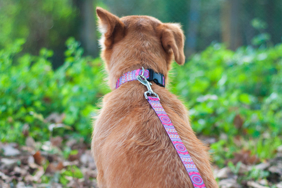 Joplin Collar