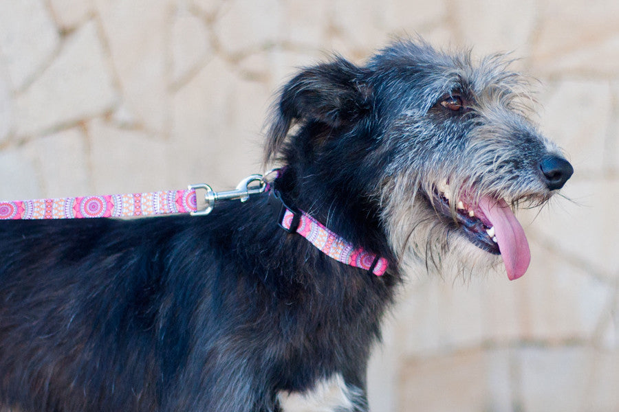 Joplin Collar